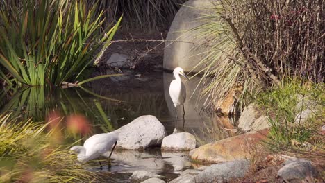 snowy egrets hunting for food in shallow stream bed