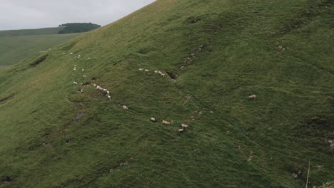 Sheep-playing-together-on-countryside-hill