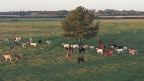 a group of cows in a beautiful field in argentina, viewed from a drone