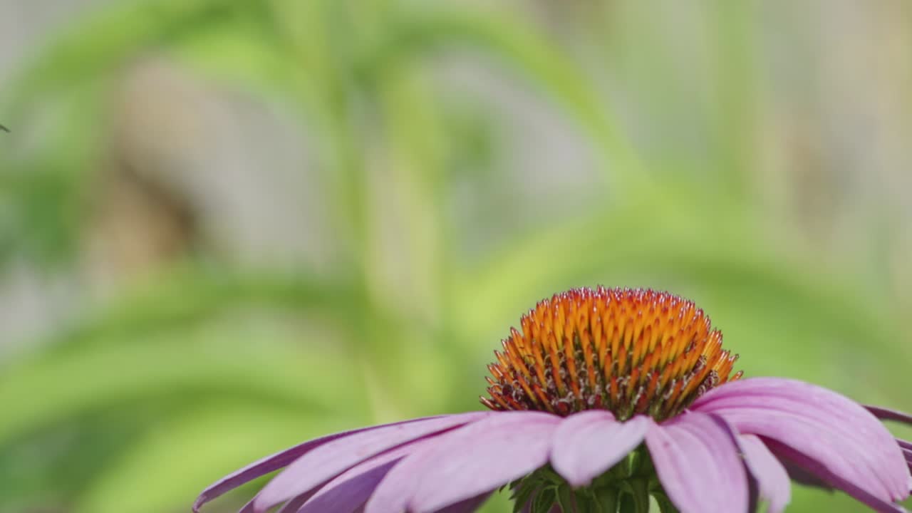 super primer plano de un vuelo fantástico de una mariposa colorida cerca de una flor morada y naranja