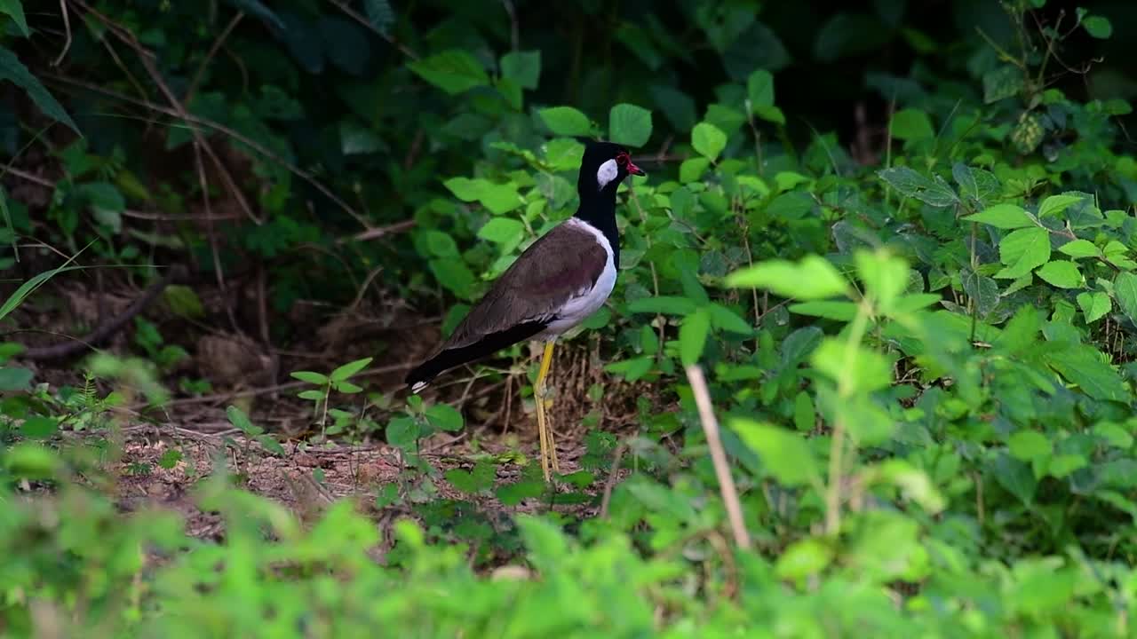 el avefría de barbas rojas es una de las aves más comunes de tailandia