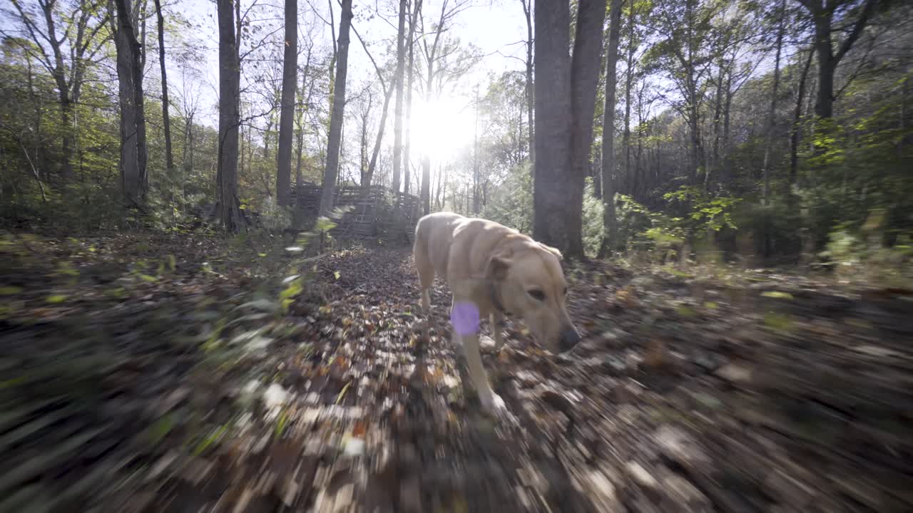 Dog running in the forest