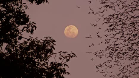 fantastic nature scenery of millions of bats fly in the sky at full moon