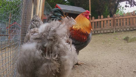 brahma colorful aggressive rooster attacks chicken. close-up real-time