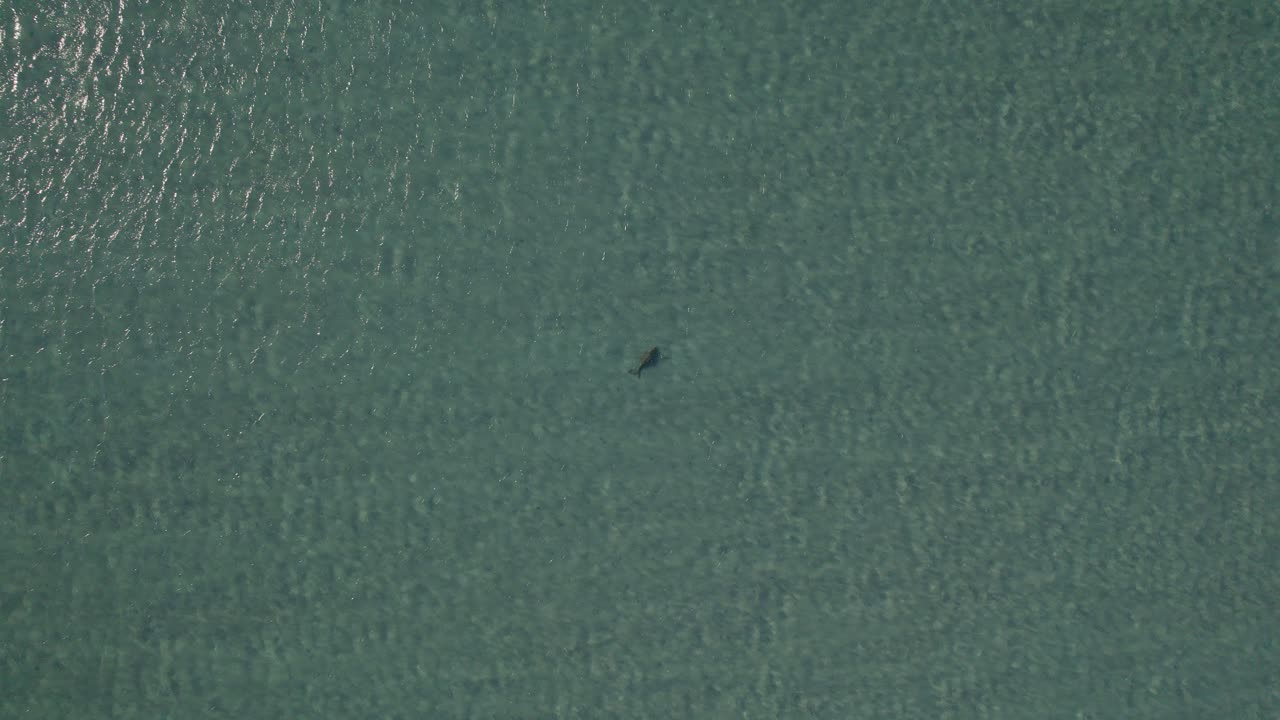 vista de pájaro sobre dugong dugon en el pintoresco paisaje marino de la isla great keppel en queensland, australia - disparo de drones