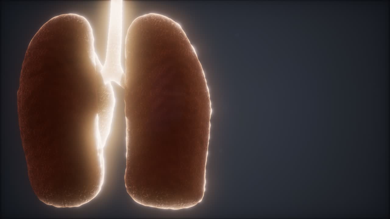 animación médicamente precisa del pulmón humano en bucle 3d