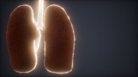 animación médicamente precisa del pulmón humano en bucle 3d