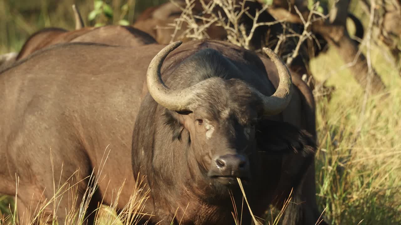 A female Cape buffalo lifting her head with grass sticking out the mouth, Kruger National Park.