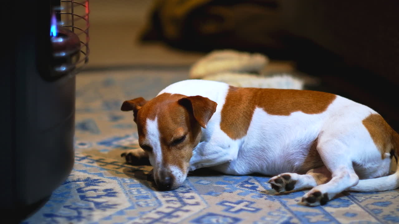 Süßer Jack Russell schläft vor einer warmen Heizung auf einem Teppich, Teleaufnahme.