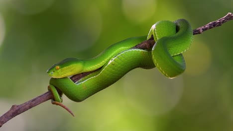 The White-lipped Pit Viper is a venomous pit viper endemic to Southeast Asia and is often found during the night waiting on a branch or limb of a tree near a body of water with plenty of food items