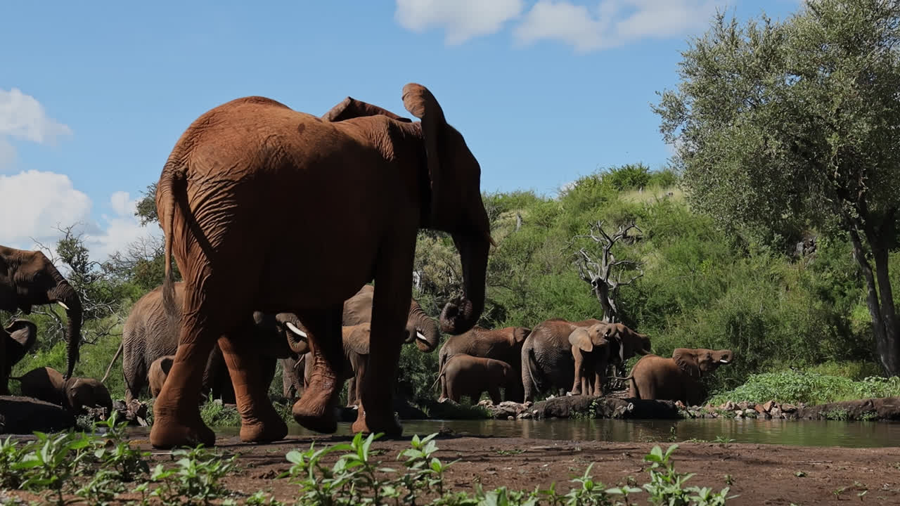 Largest Terrestrial Animal With African Elephant In Madikwe Game Reserve In South Africa. Static Shot