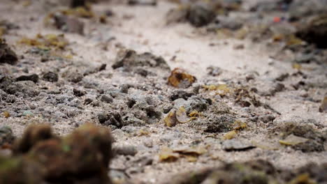 Madrigueras-De-Cangrejos-De-Manglar-En-La-Playa-De-Arena-Con-Cangrejos-Violinistas-Asustados-Para-Esconderse