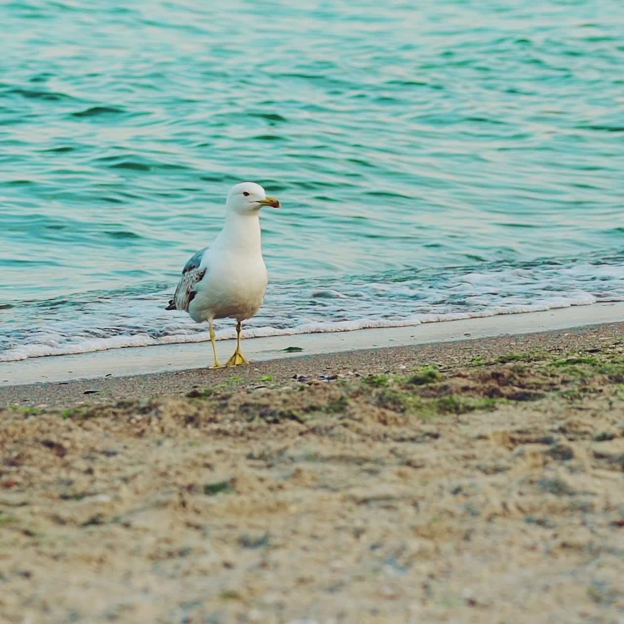 Seagull on the ocean beach. Bird on beach sand looking for food. Slow motion