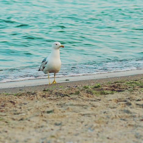 seagull on the ocean beach. bird on beach sand looking for food. slow motion