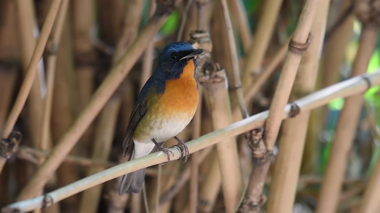 papamoscas azul chino, cyornis glaucicomans, encaramado en una rama de bambú con fondo de bambú seco mientras canta algunas canciones hermosas y mueve su cola hacia arriba y hacia abajo