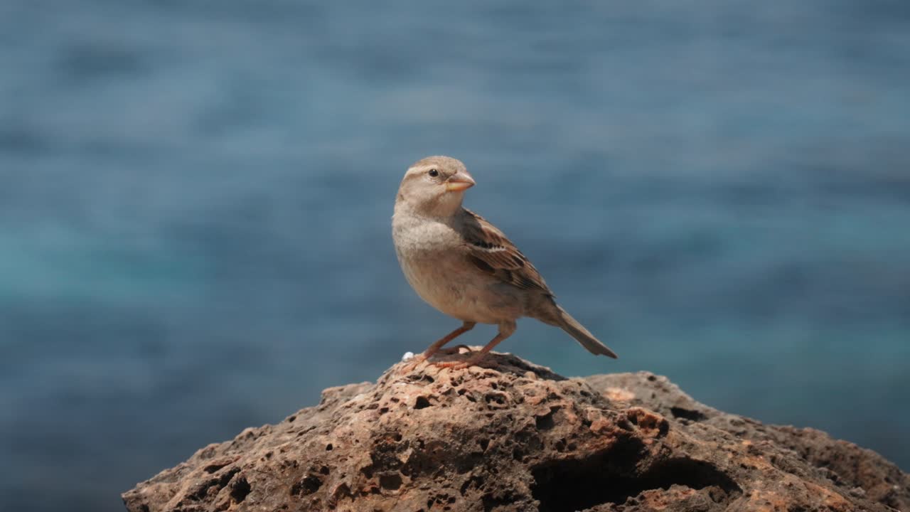 Un passero posato su una roccia costiera a Ibiza si guarda intorno prima di spiccare improvvisamente il volo, con il blu del Mar Mediterraneo leggermente sfocato sullo sfondo.