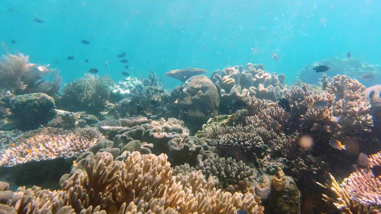 Home to some of the world's most beautiful fish