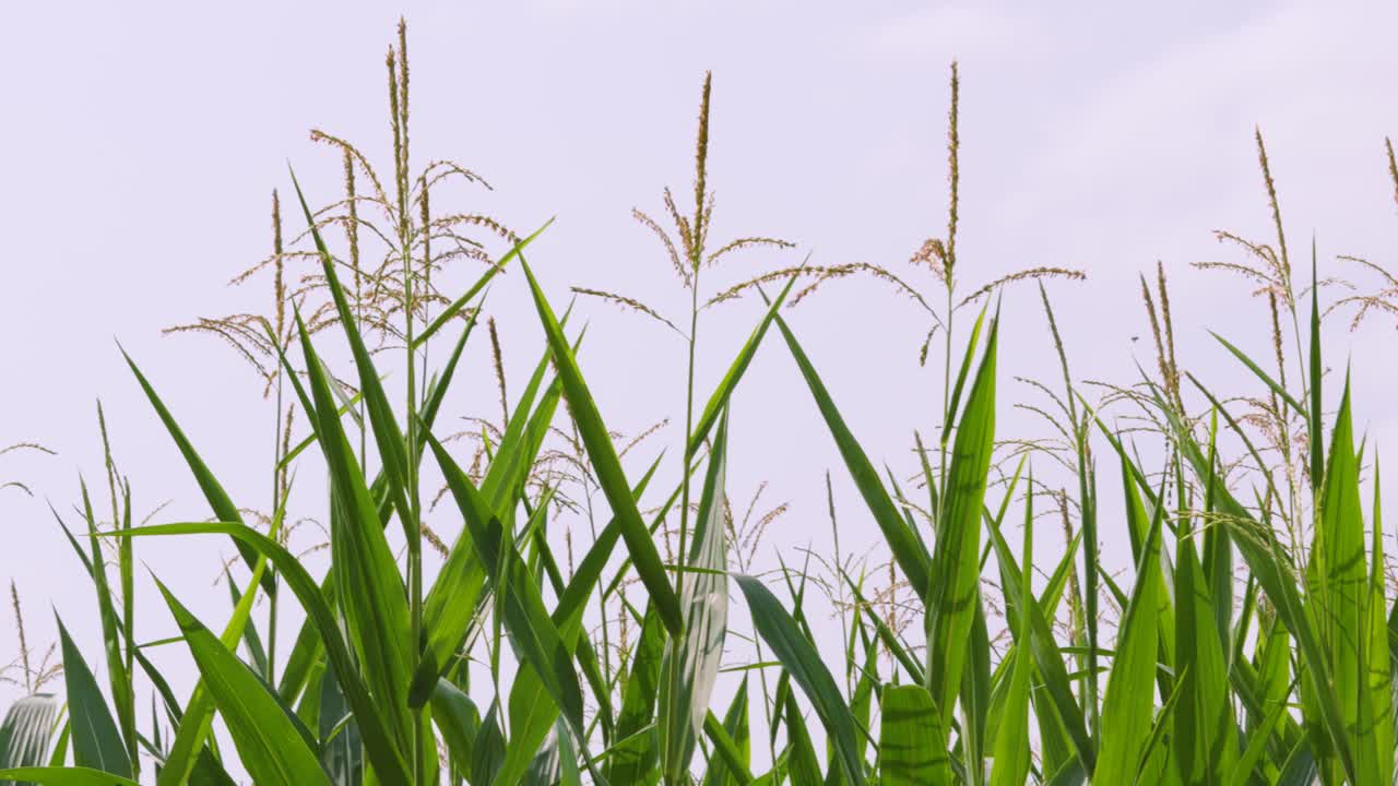 유기농 농업 옥수수 을 따라 는 곡물은 사람들이 수확을 위해 준비 할 때 먹이를 먹기 위해 자란다.