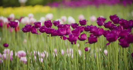 Hermosos-Tulipanes-Rojos-Que-Florece-En-El-Campo-11