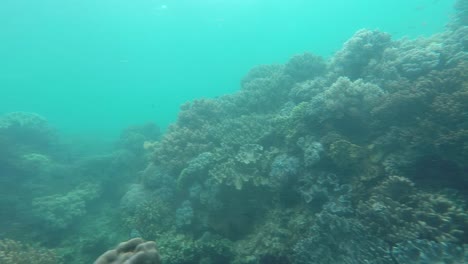 Underwater-Shots-of-Corals-and-Fish