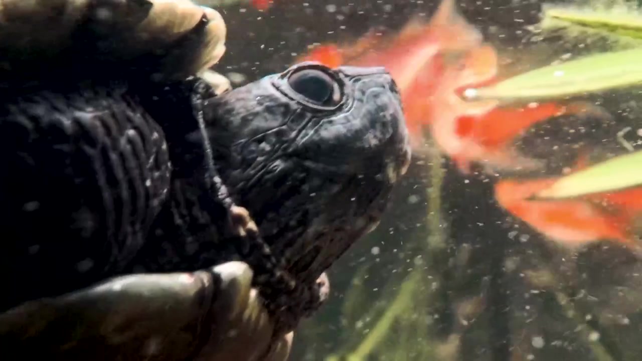 Schildkröte schwimmt direkt unter Wasser zwischen Wasserpflanzen in einem Teich