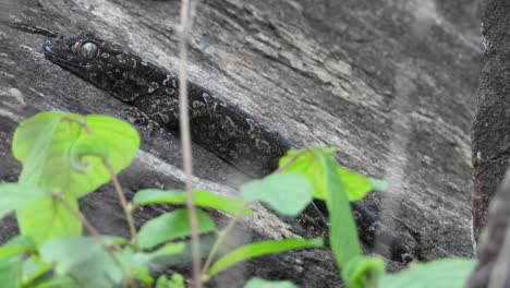 lizard waiting in rocks for pray