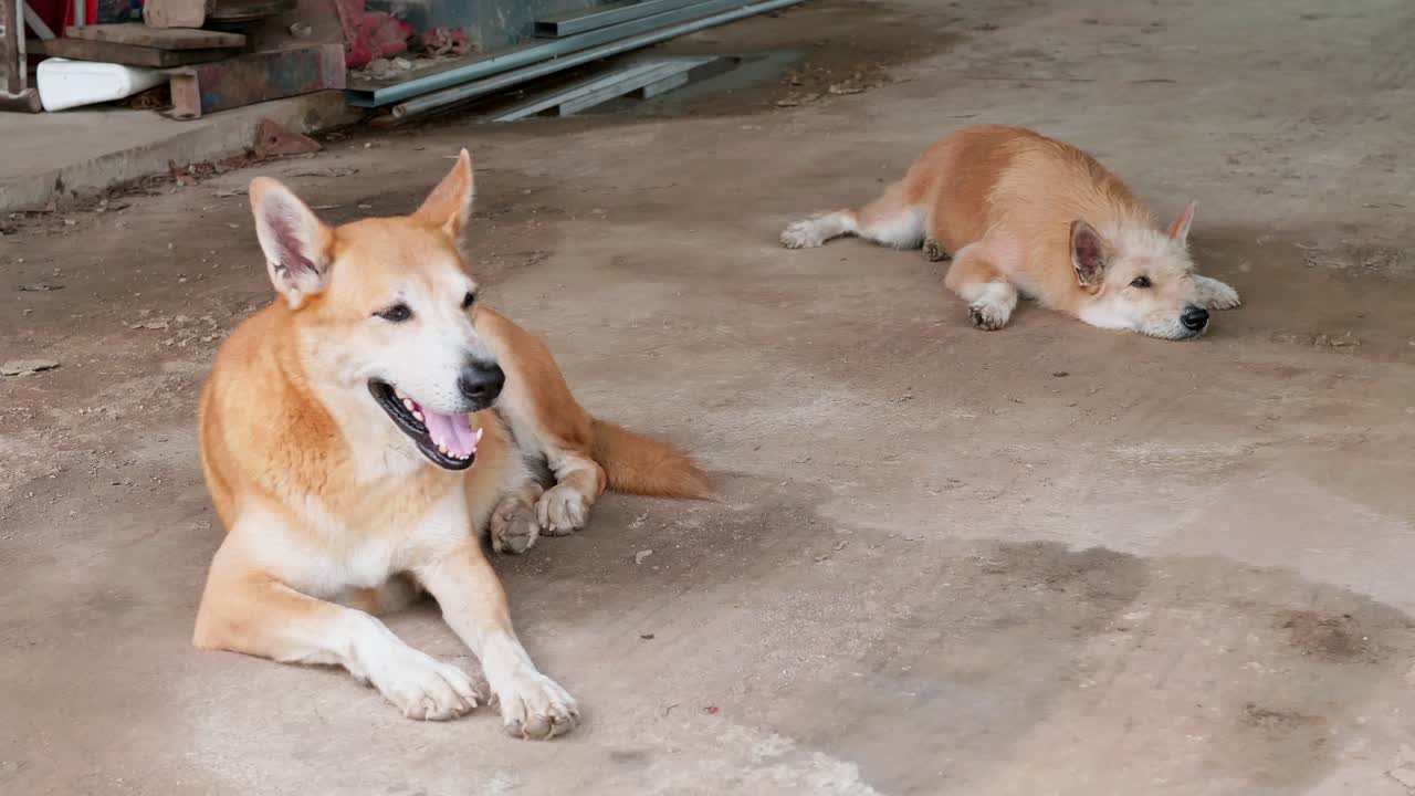 더운날 바닥에 누워있는 강아지-1