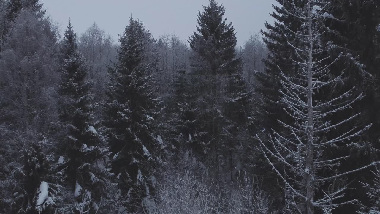 Drone shot of winter forest moving towards pine tree
