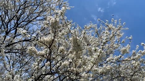 cherry blossoms against clear blue sky