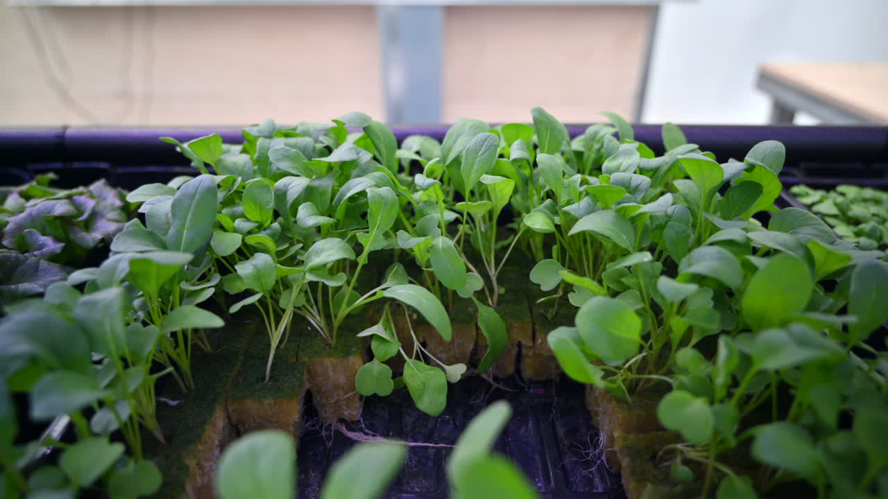 Rucola odlad med hydroponisk metod i ett växthus