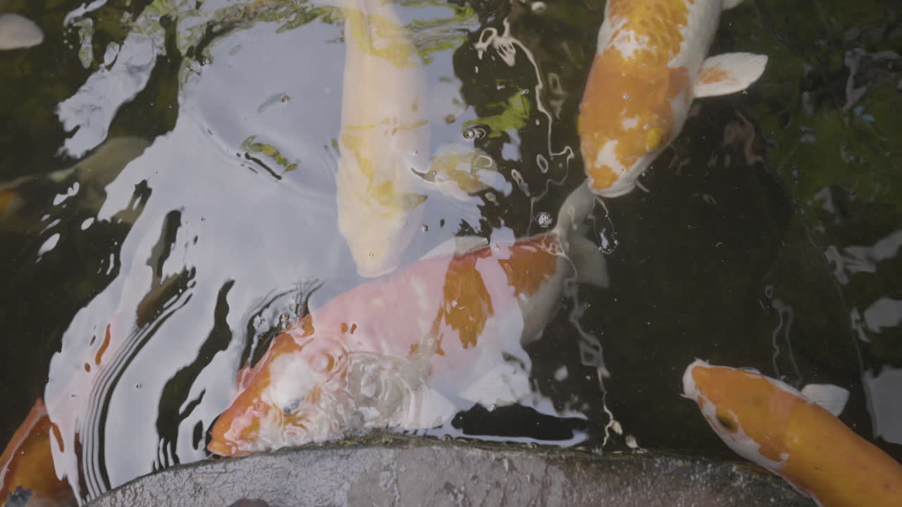 Koi carp in a pond in a tropical garden