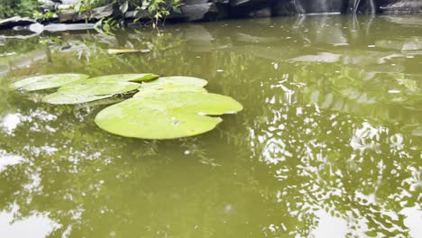 Hoja-De-Nenúfar-En-Un-Pequeño-Estanque-En-El-Patio-Trasero