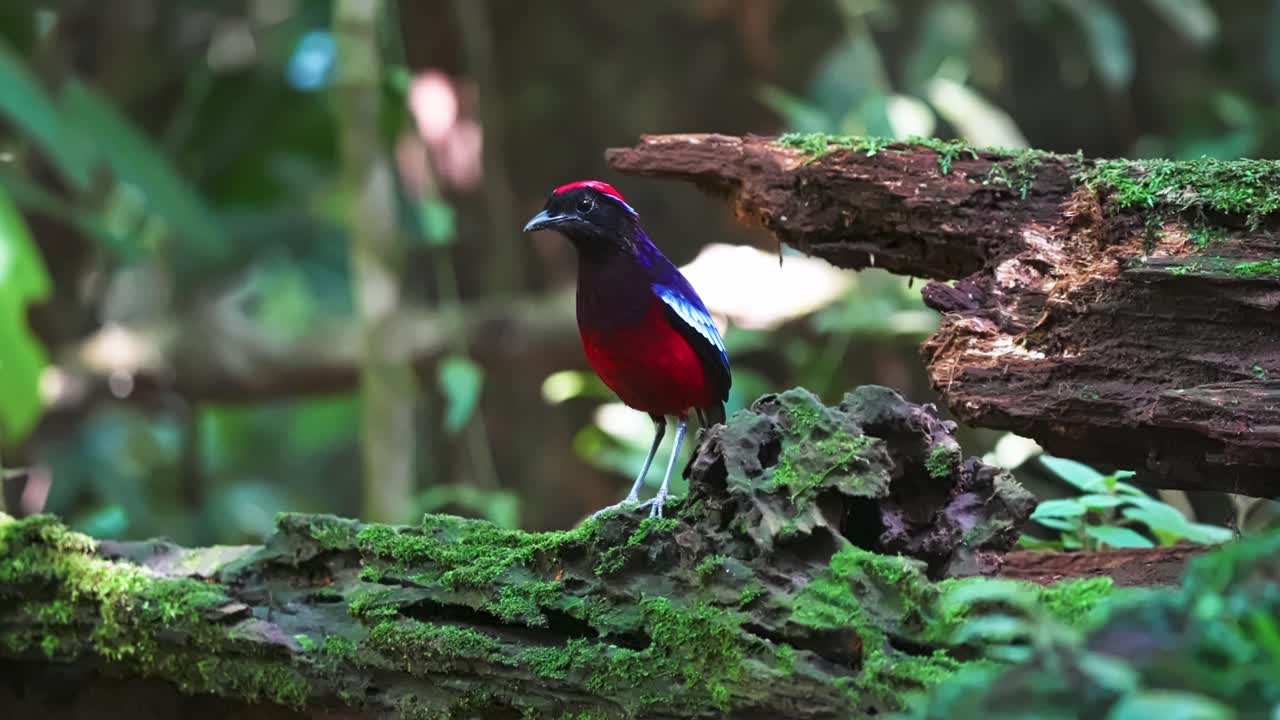 Garnet Pitta (Erythropitta granatina) Bird Species In The Jungle Of Taman Negara National Park In Malaysia. Close-up Shot