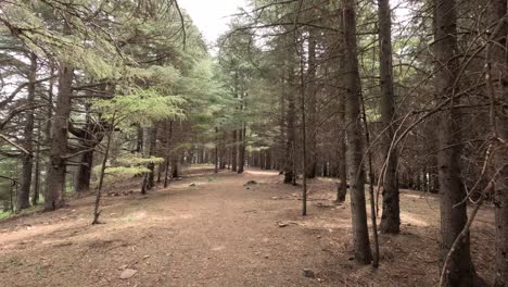 hermoso bosque verde en un día soleado