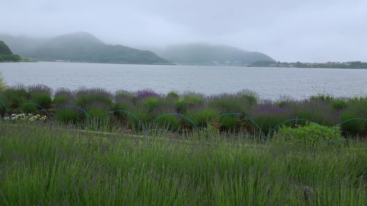 일본 의 후지 산 에 있는 카와구치코 호수 - 유명한 후지야마