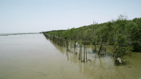 Lines-of-mangroves-planted-at-a-reclaimed-area-located-in-Bangphu-district-in-Samut-Prakan,-in-Thailand