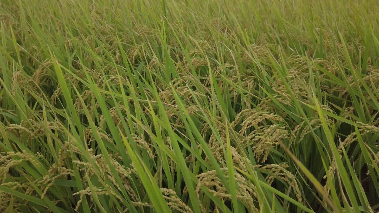 the spike of rice blew by the wind in the rice field