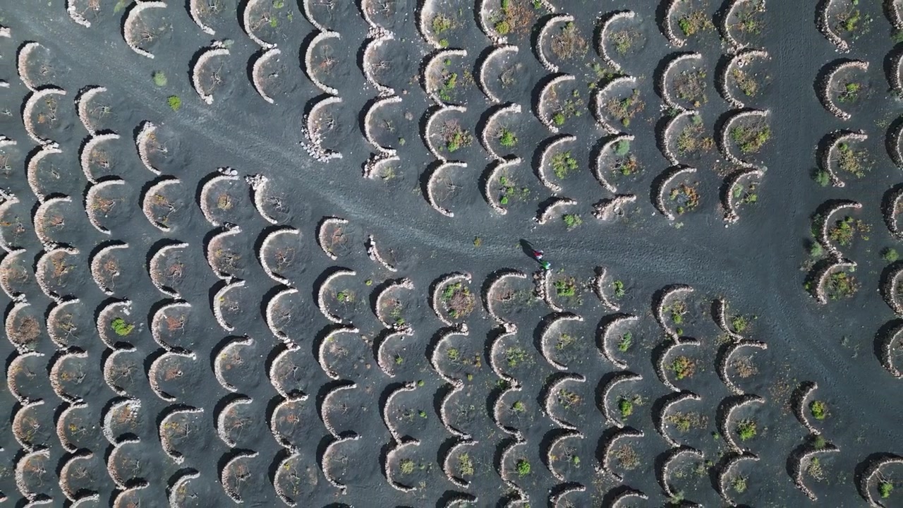 Geometric shapes created by people in nature. Wonderful aerial view flight lanzarote vineyard mountain la geria spring 2023. vertical bird's eye view drone
4k uhd cinematic footage.