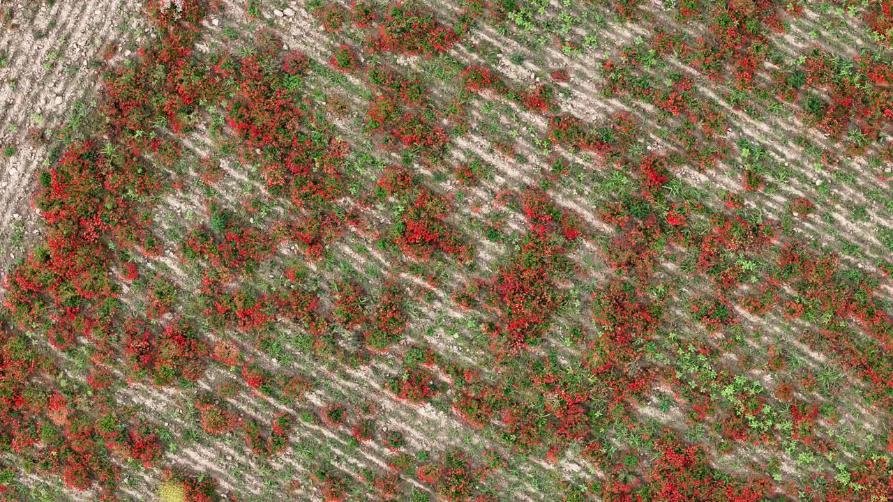 slow drone spin captures a vivid aerial of red poppies (Papaver rhoeas) scattered across farmland, blending wild nature with soil textures in a striking seasonal floral mosaic
