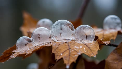 a captivating display of nature’s artistry: intricately frozen bubbles resting on autumn leaves, capturing the beauty of seasonal change and crystal details