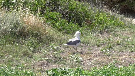 Tiro-Panorámico-En-Cámara-Lenta-De-Gaviota-Herida-Caminando-En-Los-Campos