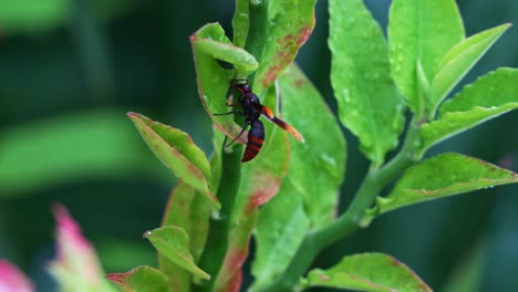 potter wasp, rhynchium haemorrhoidale flying around the green plant, close up shot