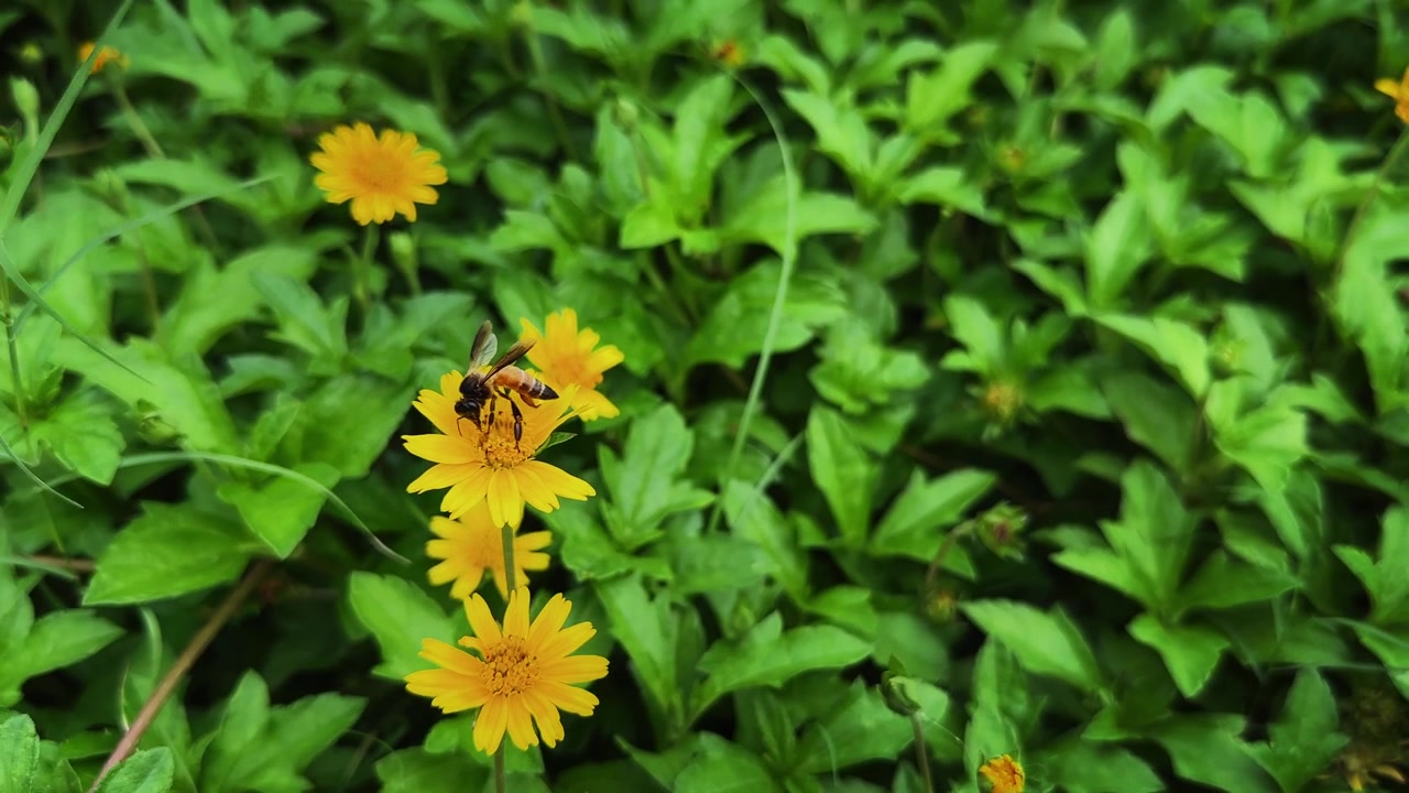 Primo piano di un'ape mellifera che raccoglie nettare da un fiore giallo brillante di Singapore Daisy, circondata da una fitta copertura vegetale verde in un giardino naturale