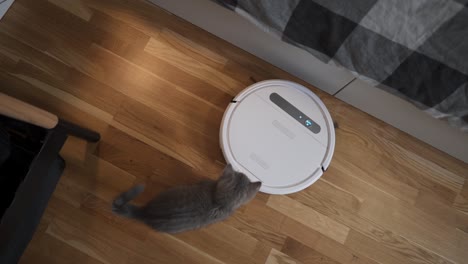 automatic equipment helping in household. funny kitten of scottish straight breed of gray color with stripes plays at home while an automatic robot vacuum cleaner cleaning room. smart home appliances