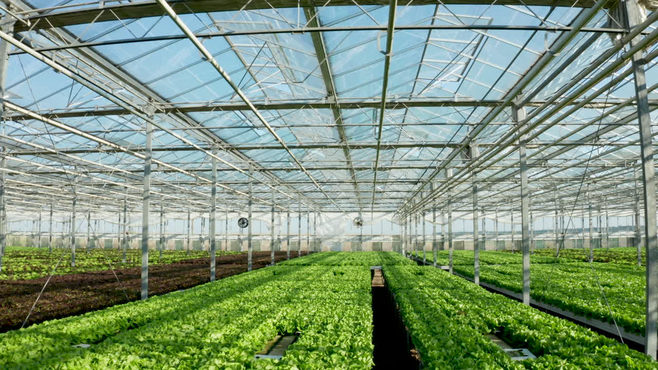 Inside a Modern Greenhouse: Hydroponic Lettuce Cultivation