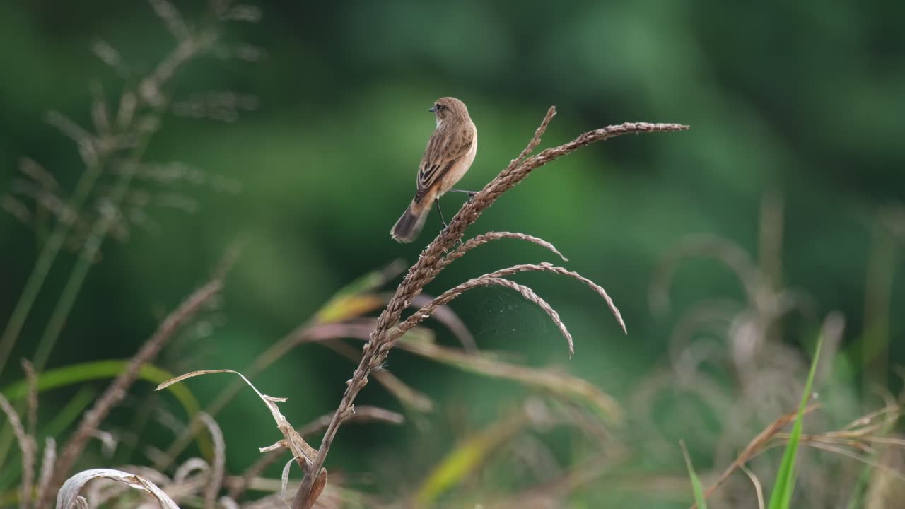 Hops on higher on top of the dry plant then wags its tail as it looks around, Amur Stonechat or Stejneger's Stonechat Saxicola stejnegeri, Thailand