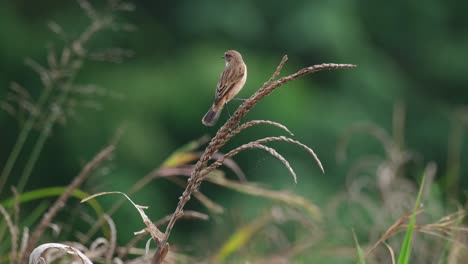 hops on higher on top of the dry plant then wags its tail as it looks around, amur stonechat or stejneger's stonechat saxicola stejnegeri, thailand