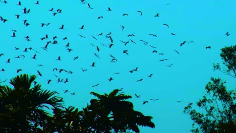 flock of migratory birds circling in flight formation above forest trees under blue sky