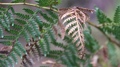 golden fern leaf in fall changing from green, soft focus clip