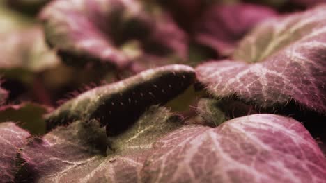 a plant leaf in the spotlight, captured in a macro shot under a pink growing light